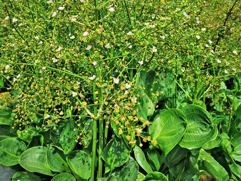 Blätter des Rosettenfroschlöffels